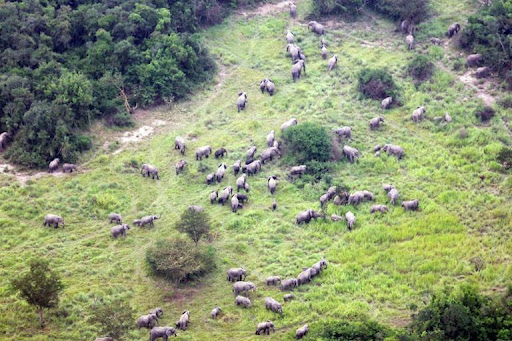 Elephants returning to national park