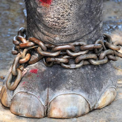 Elephant with it's foot wrapped in chains