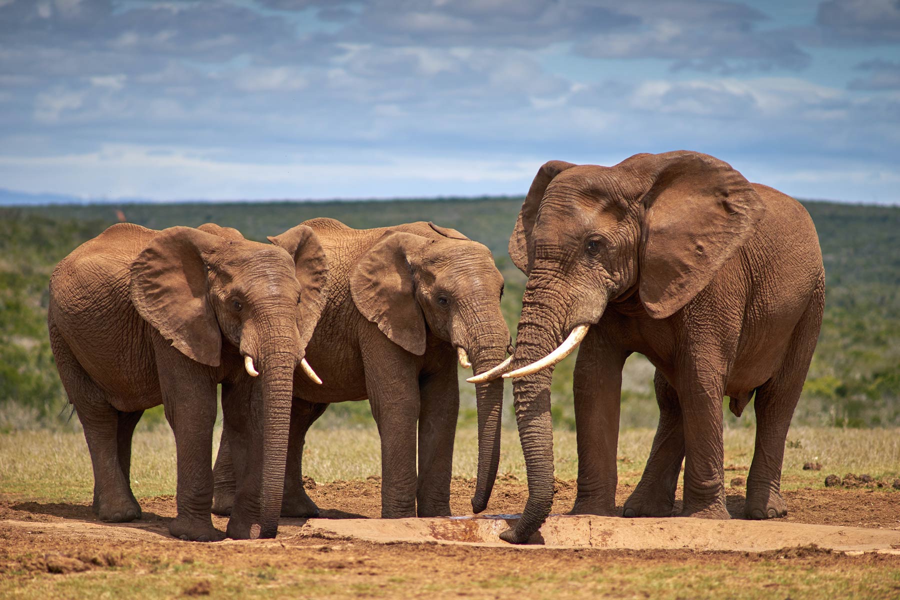 Elephants make a comeback in Chad’s Zakouma Park