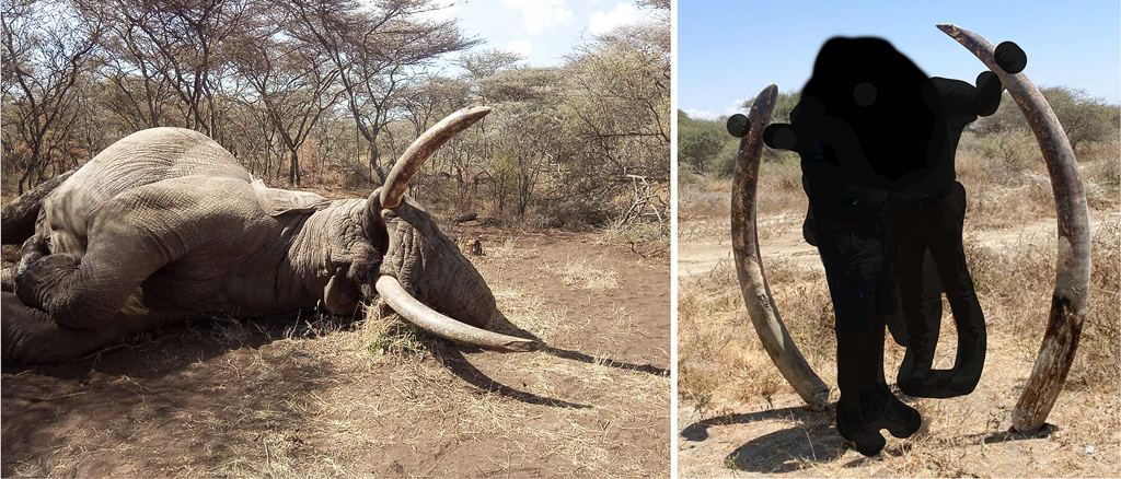 Amboseli super-tusker killed by trophy hunter