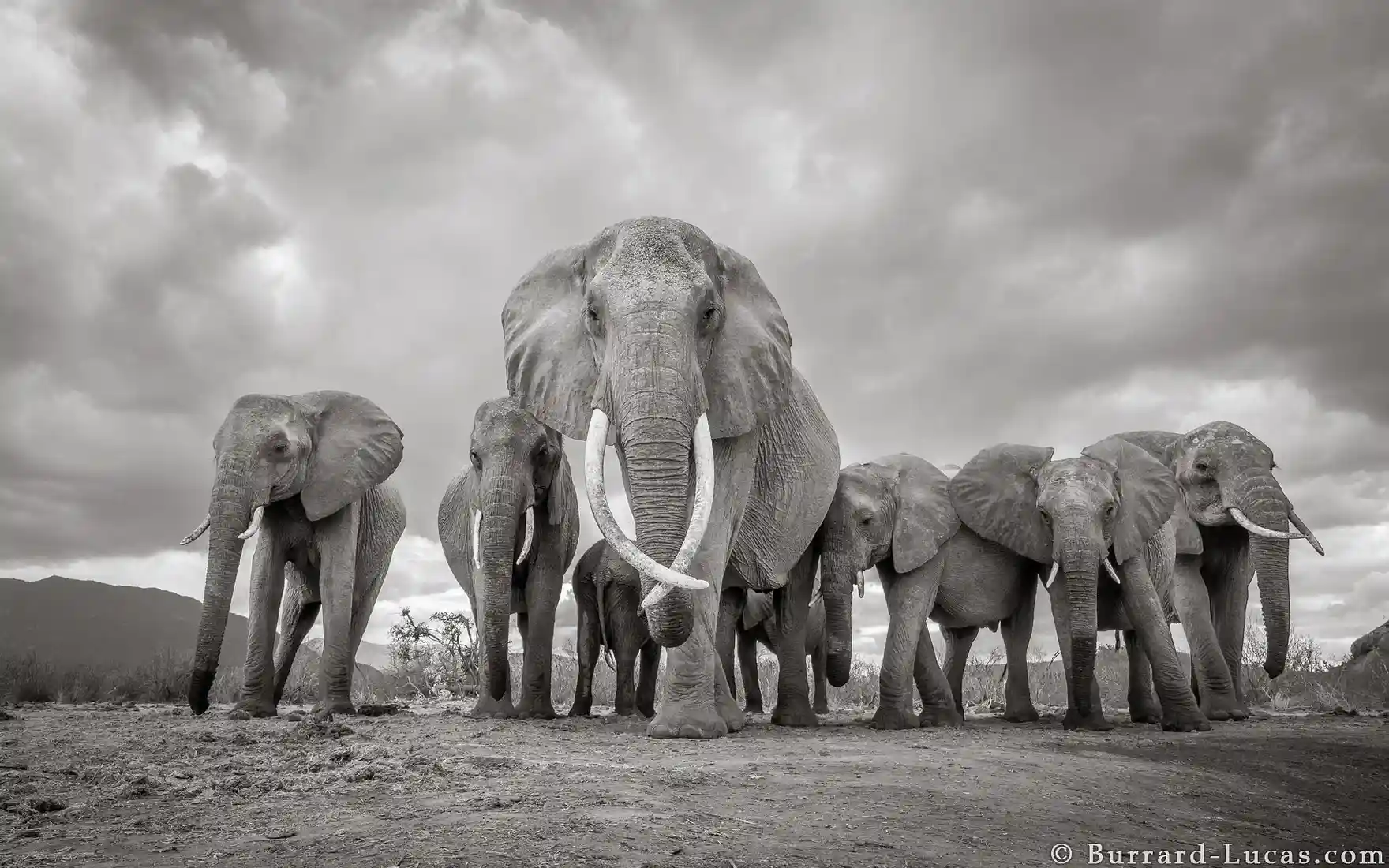 Endangered Amboseli super-tuskers killed by trophy hunters
